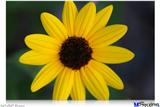 Poster 36"x24" - Yellow Daisy